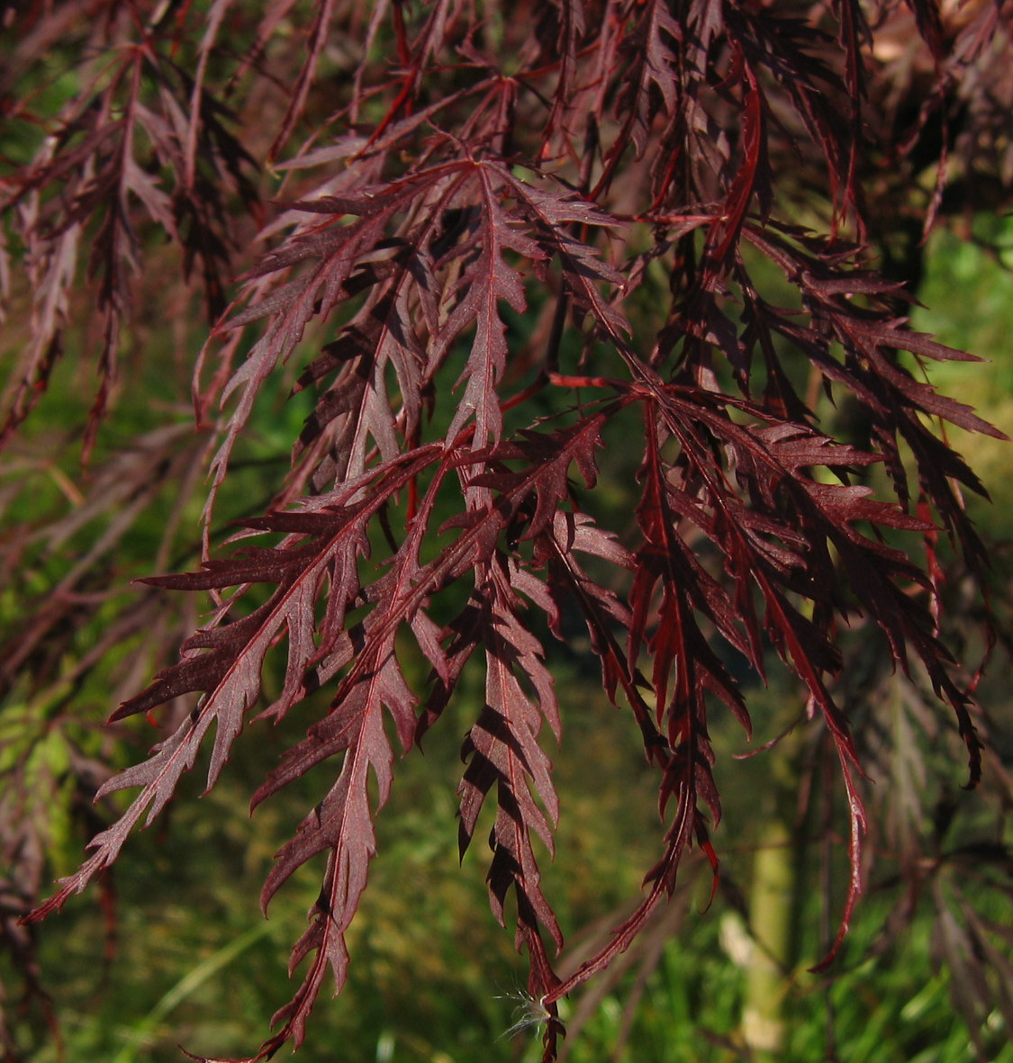 ACER palmatum Dissectum Paul Garnet ACER palmatum Dissectum Paul Garnet