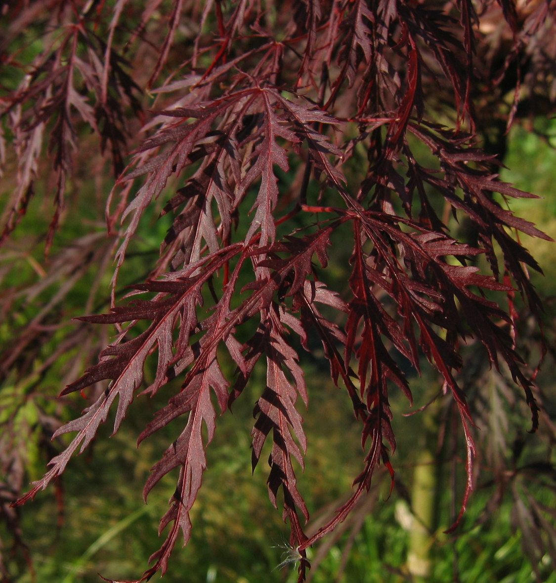 ACER palmatum Dissectum Paul Garnet