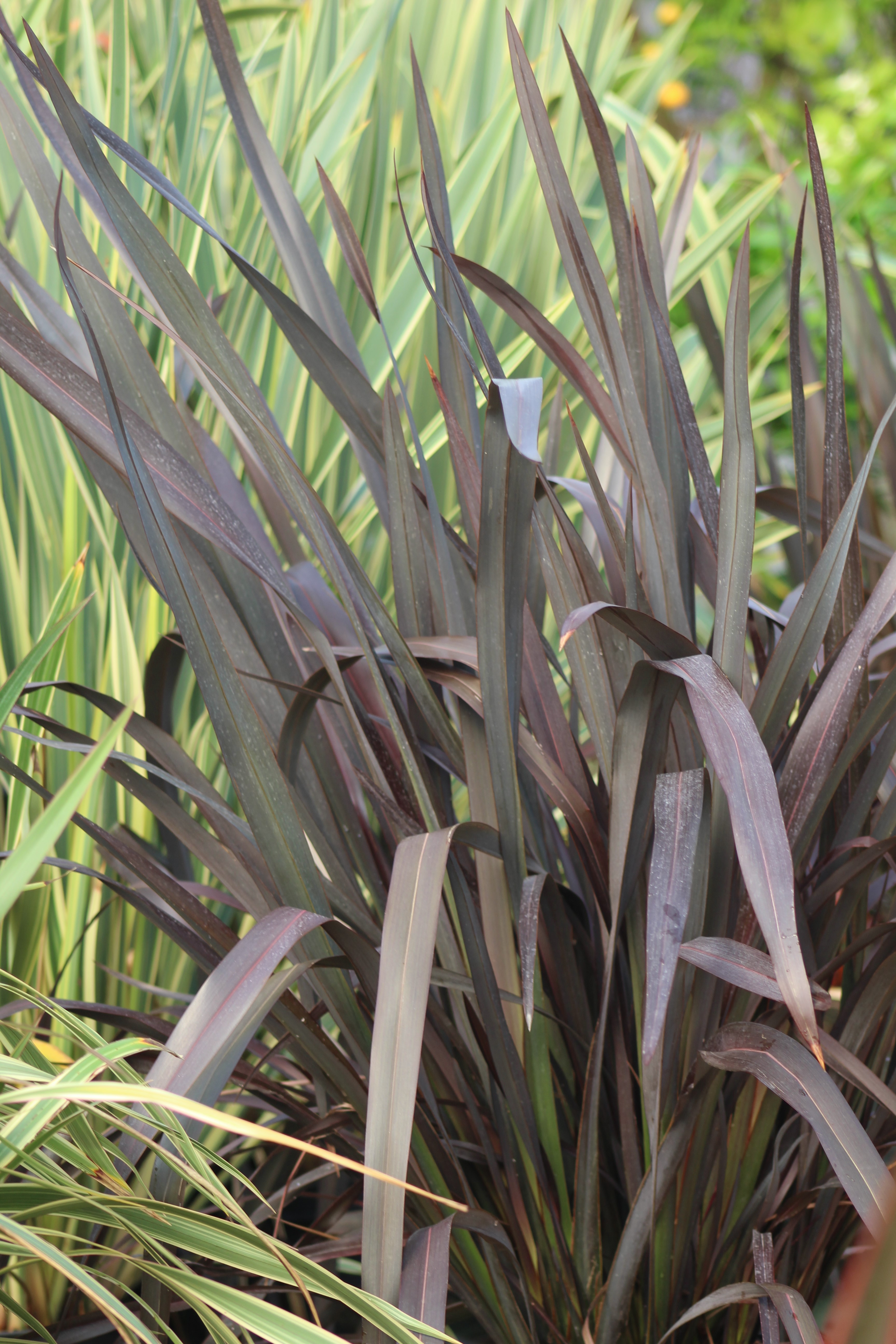 Phormium Black Adder