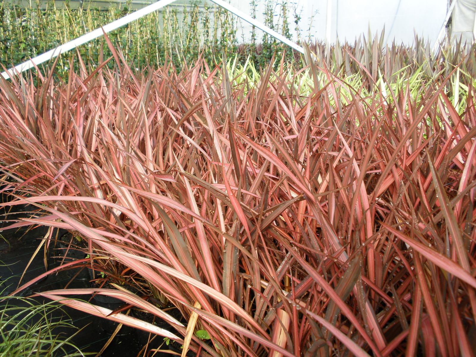 Phormium Evening Glow Phormium Evening Glow