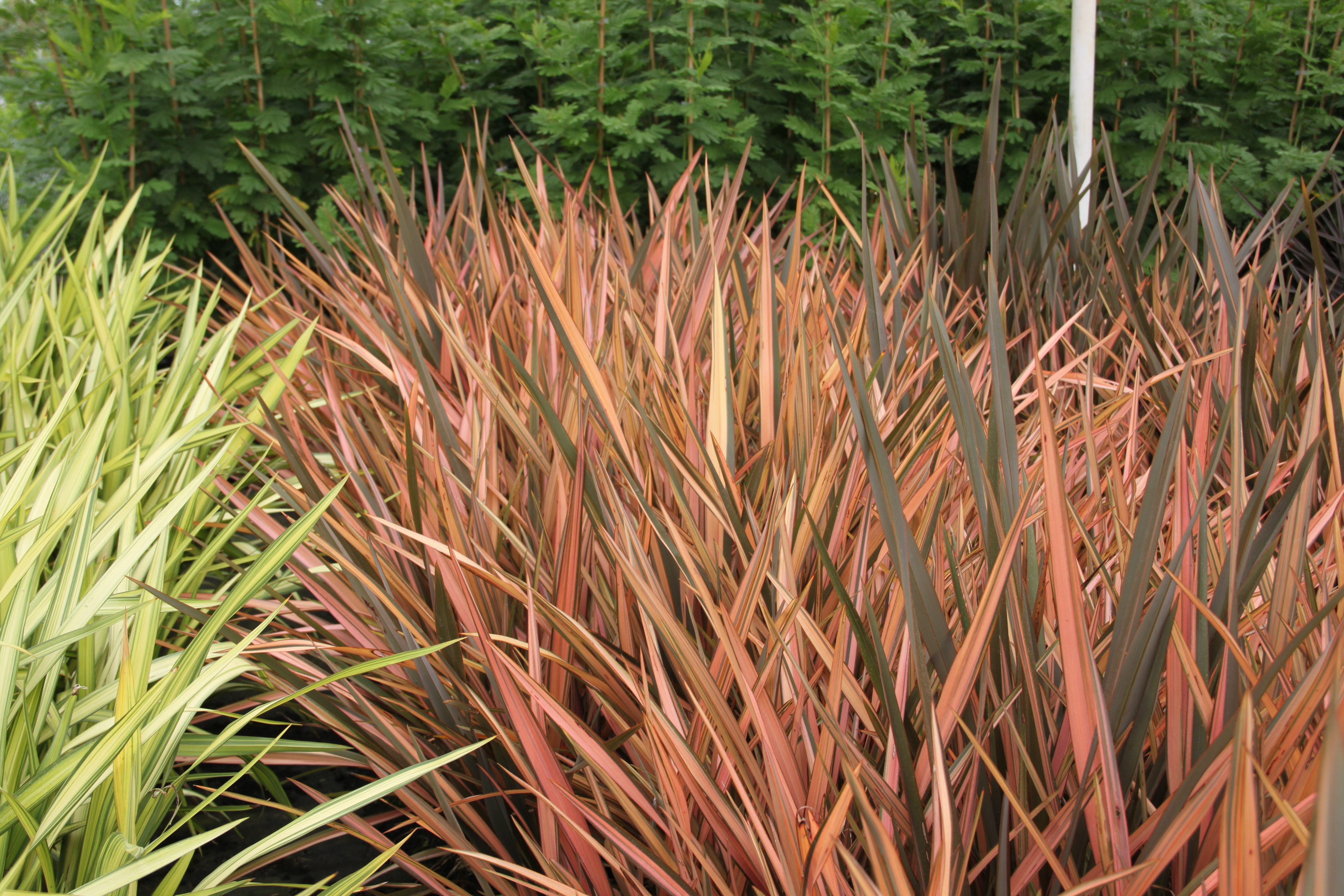 Phormium Flamingo