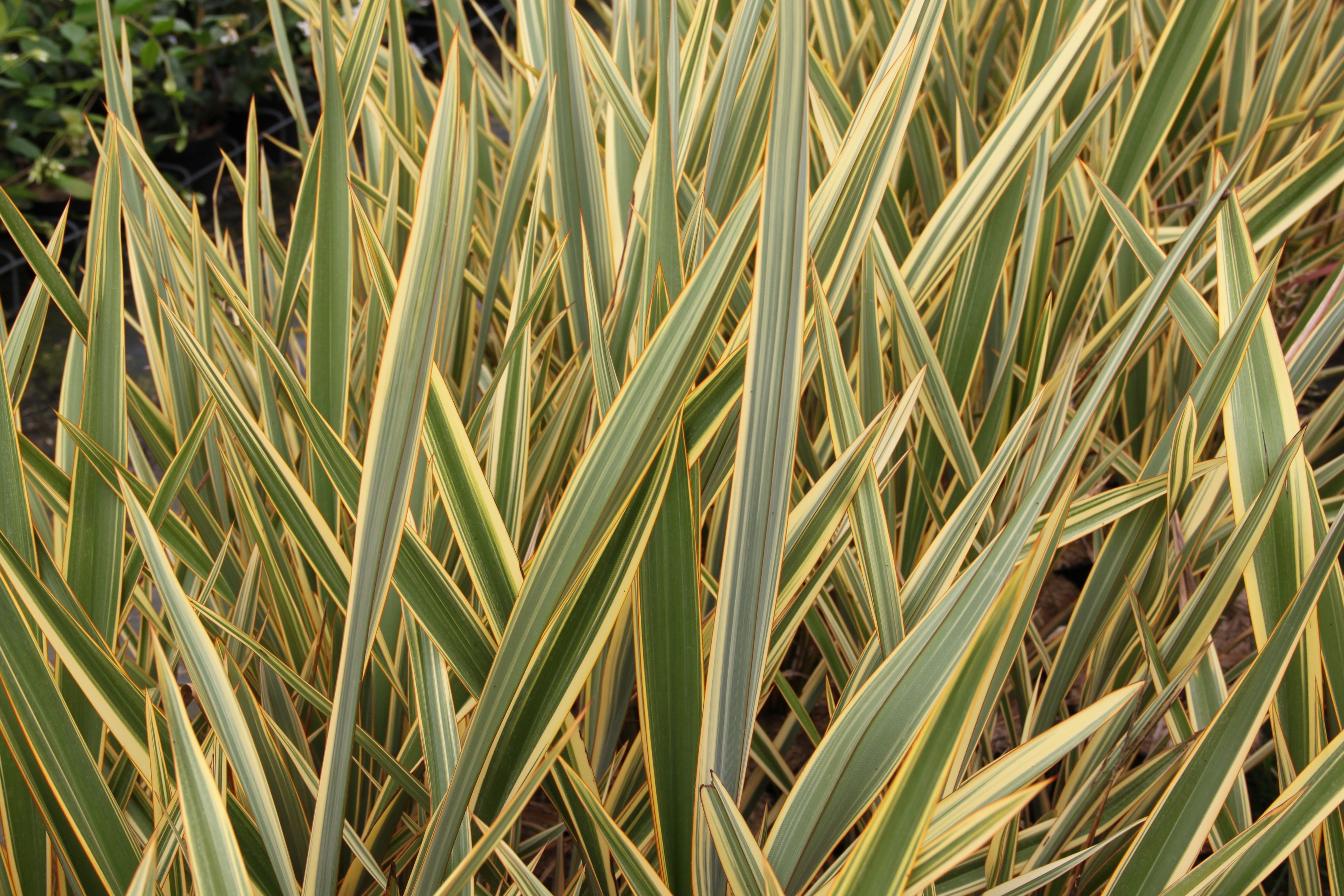 Phormium Golden Ray Phormium Golden Ray