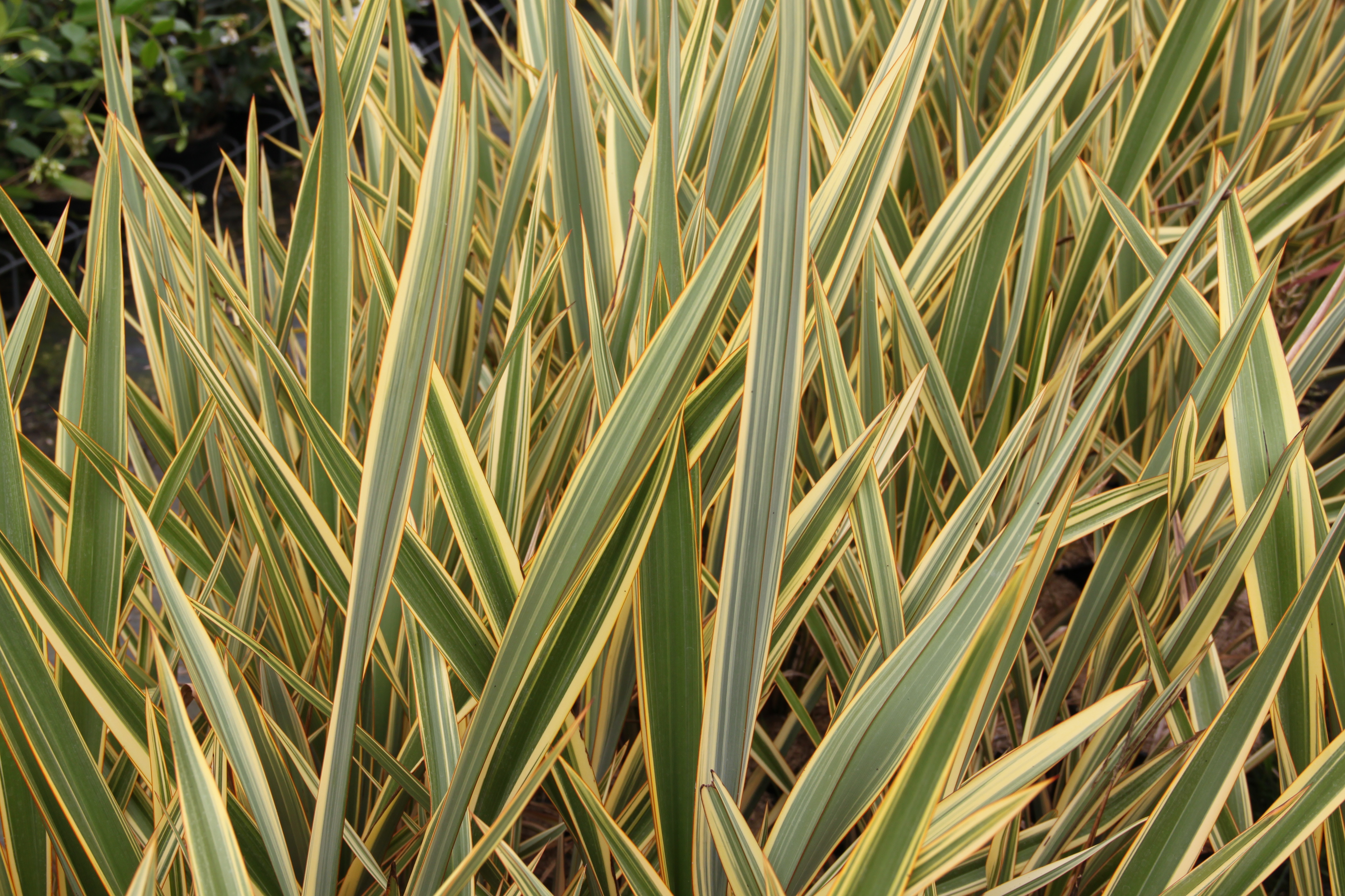 Phormium Golden Ray