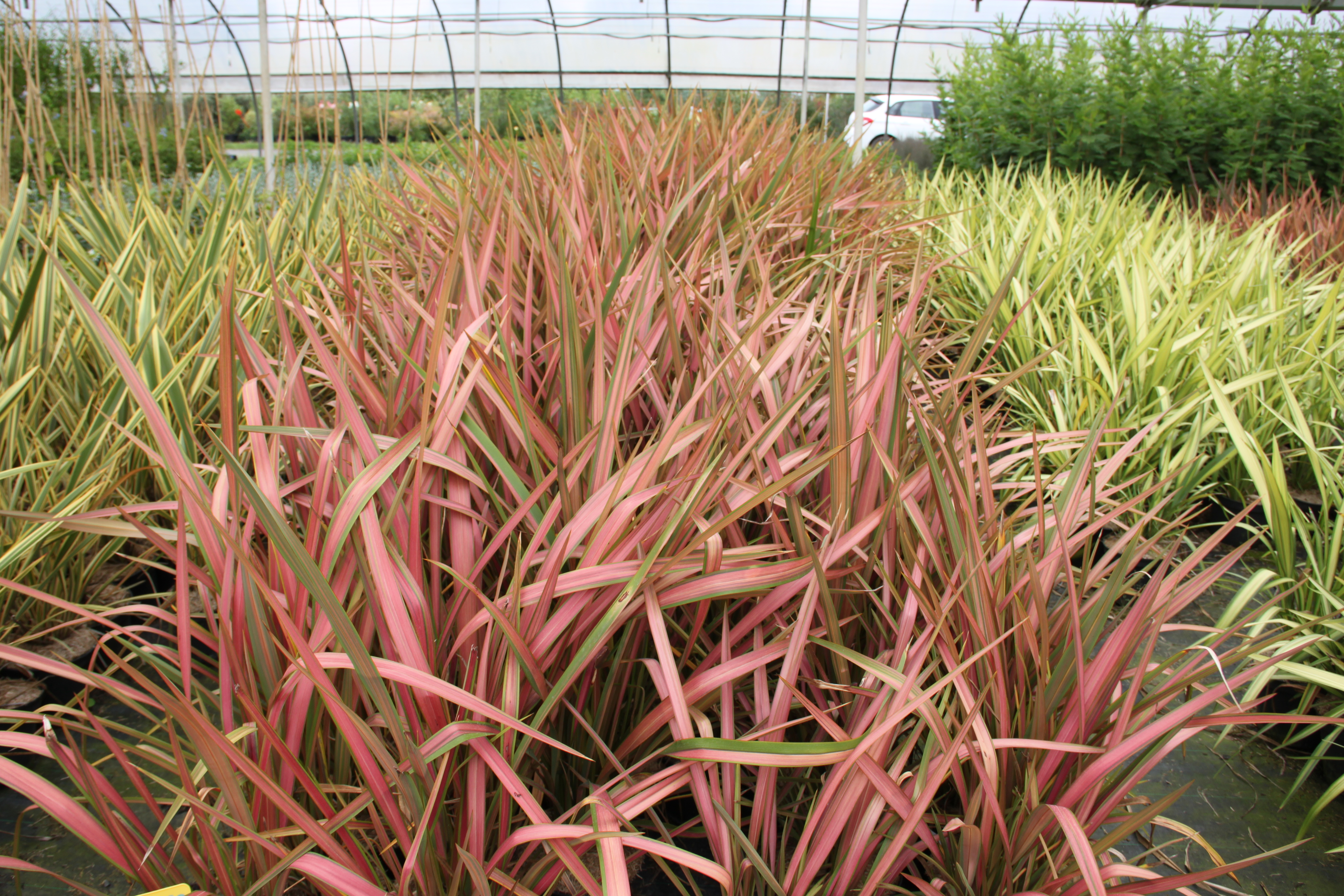 Phormium Jester