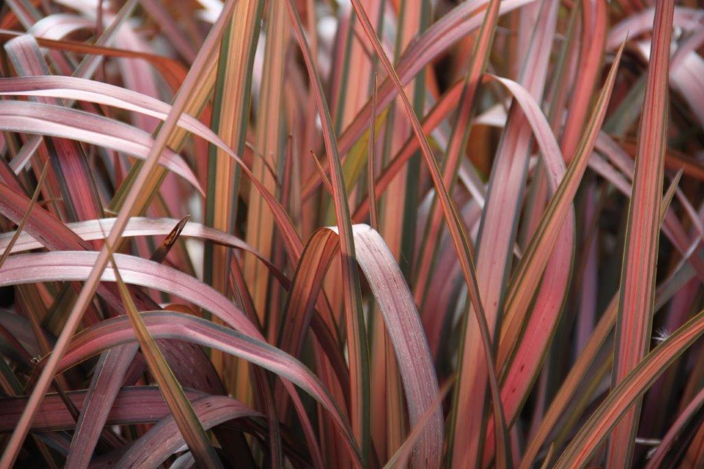 Phormium Pink Panther