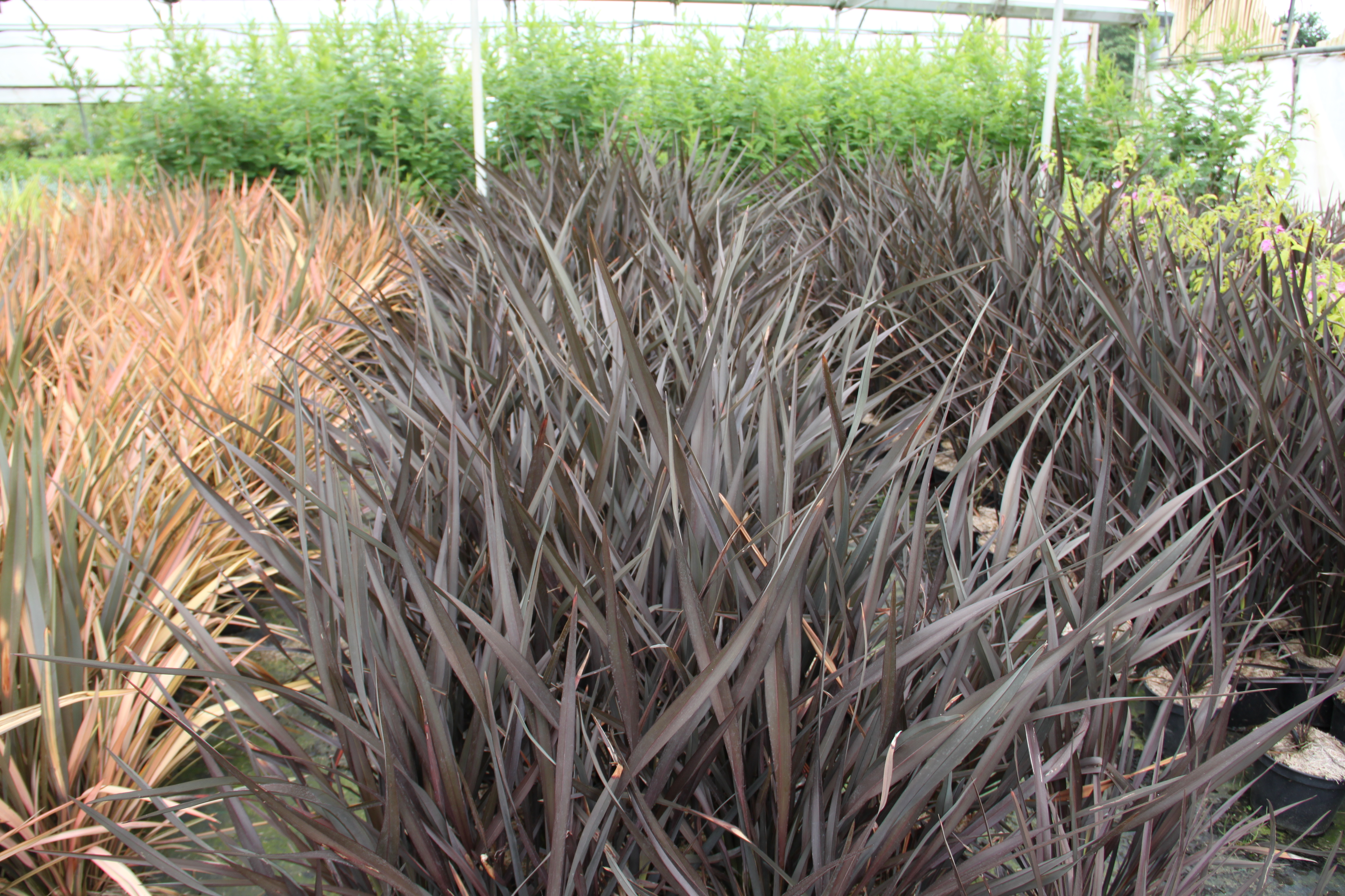 Phormium Platts Black