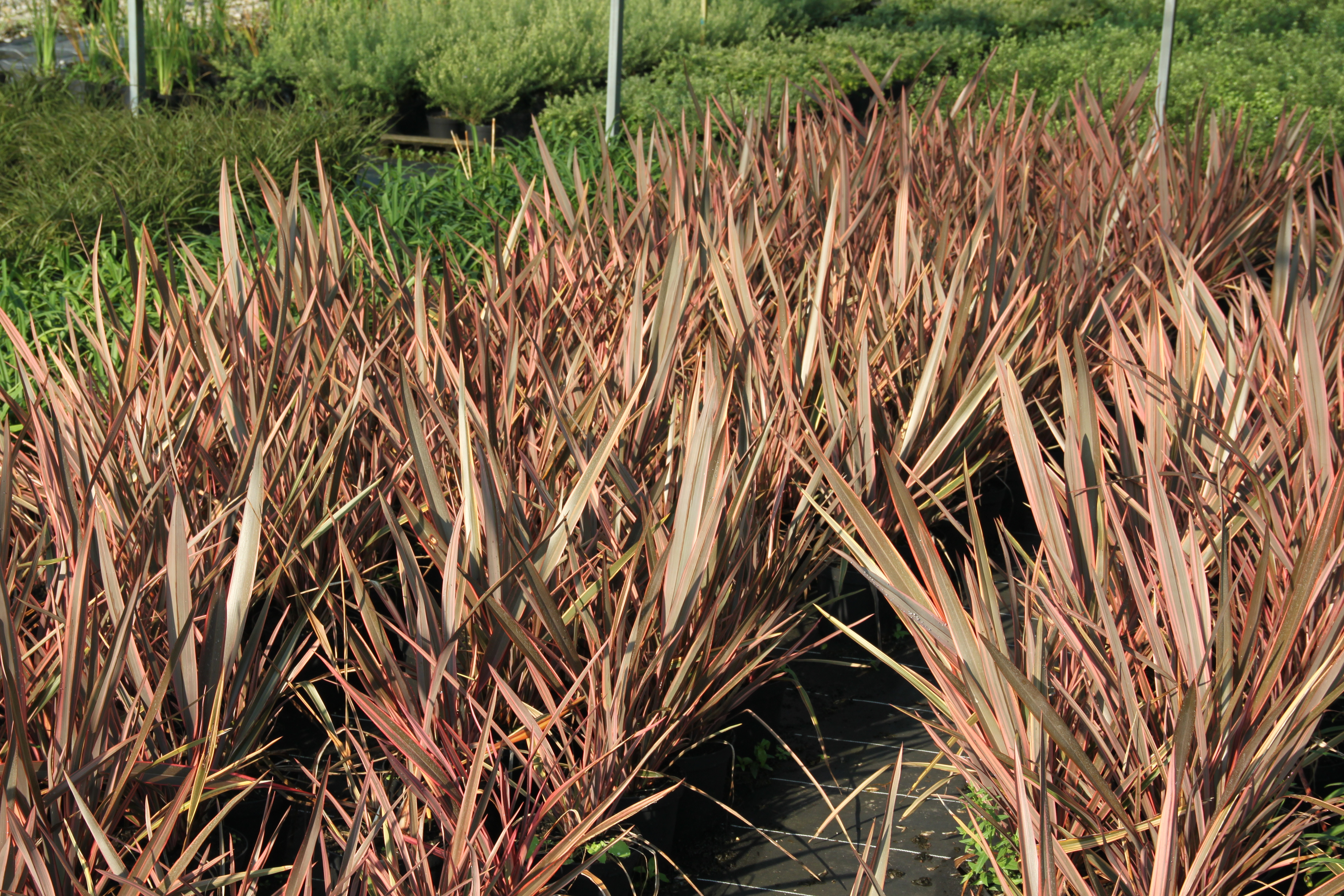 Phormium Sundowner