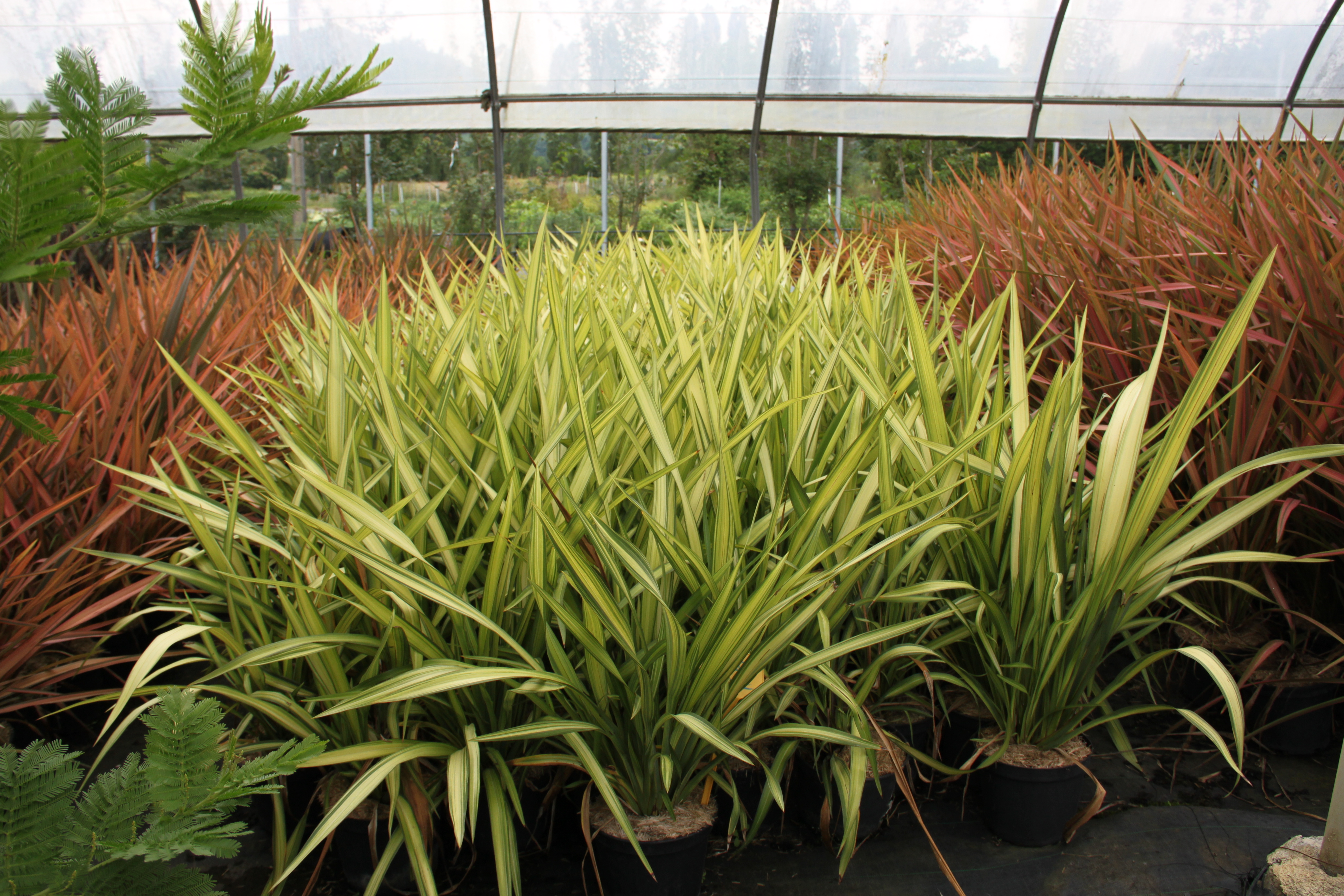Phormium Yellow Wave Phormium Yellow Wave