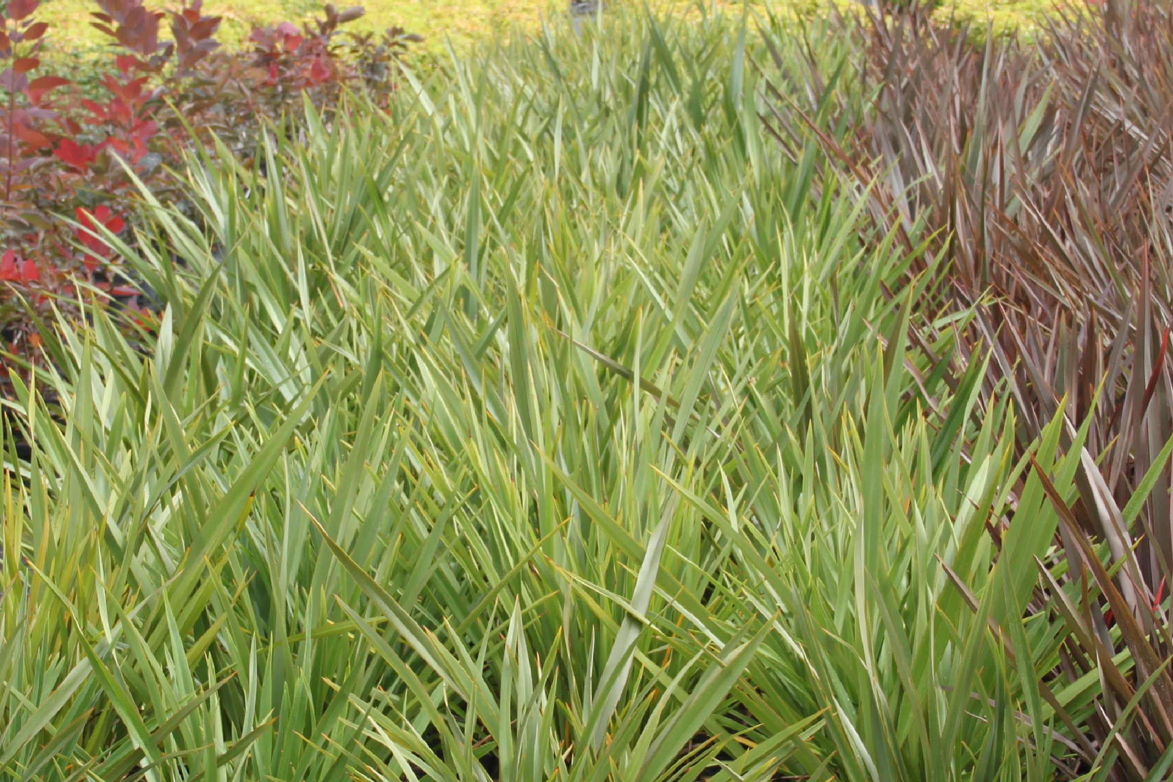 Phormium Tenax Phormium Tenax
