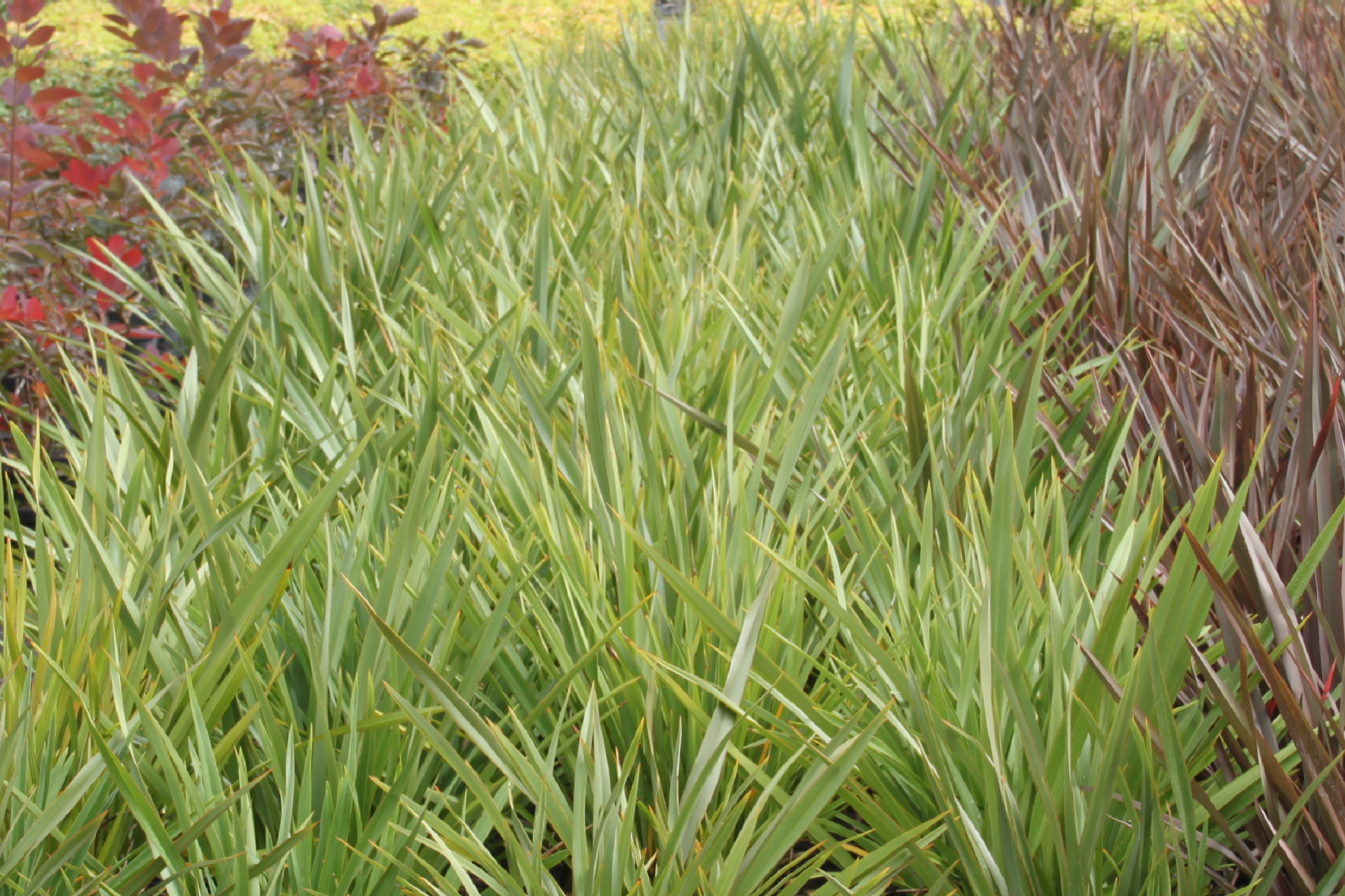 Phormium Tenax