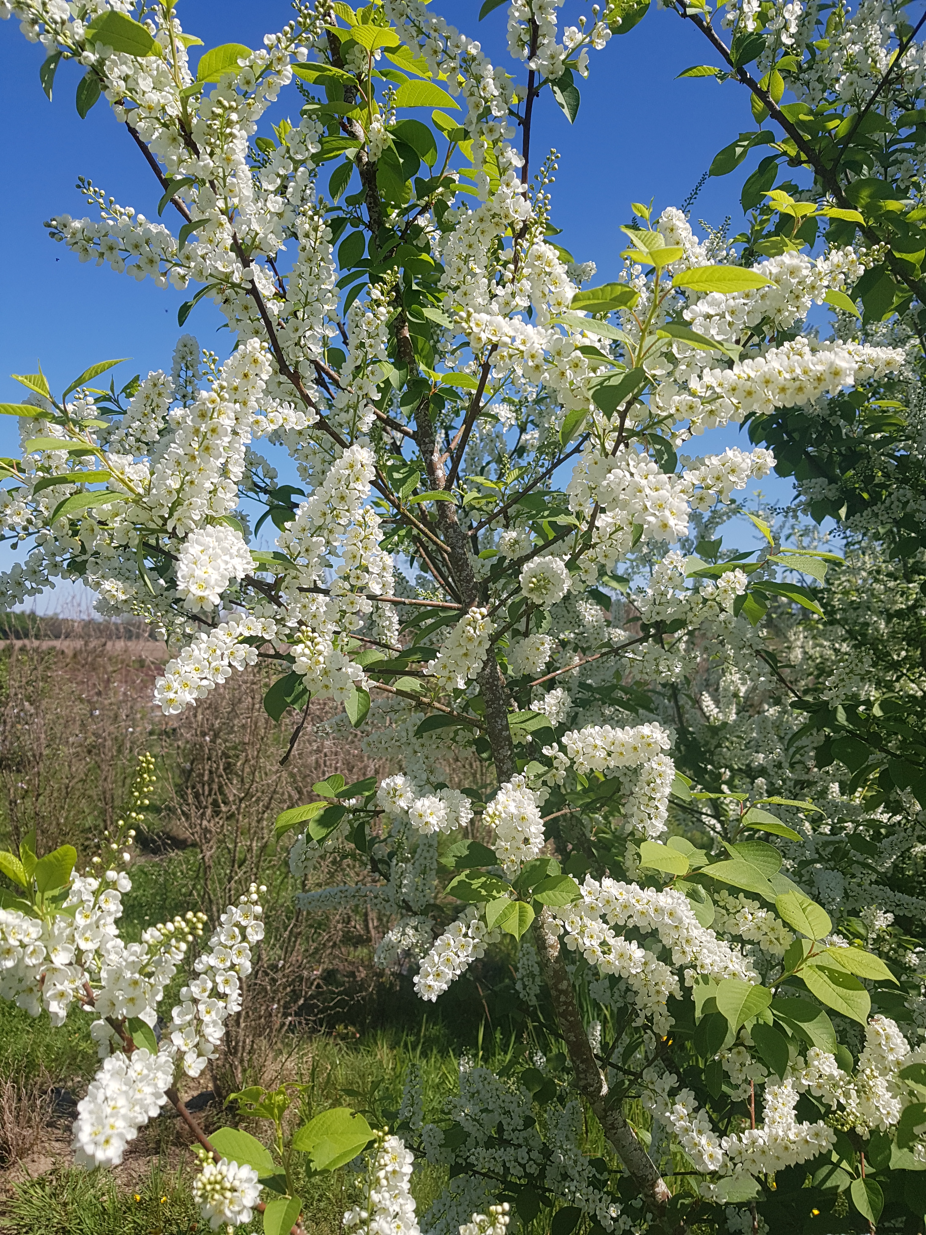 Prunus padus Le Thoureil