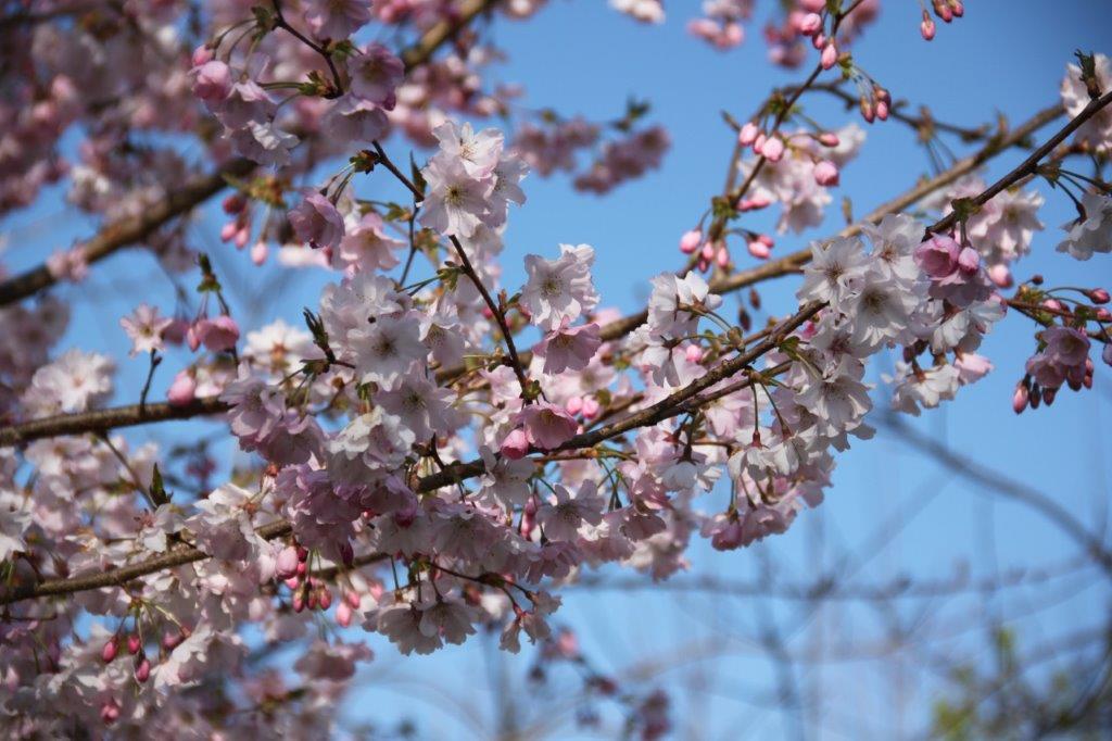 Prunus Accolade Prunus Accolade