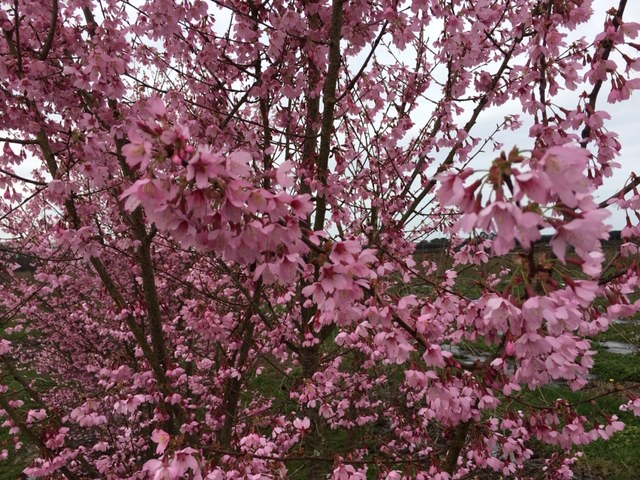 Prunus Okame Prunus Okame