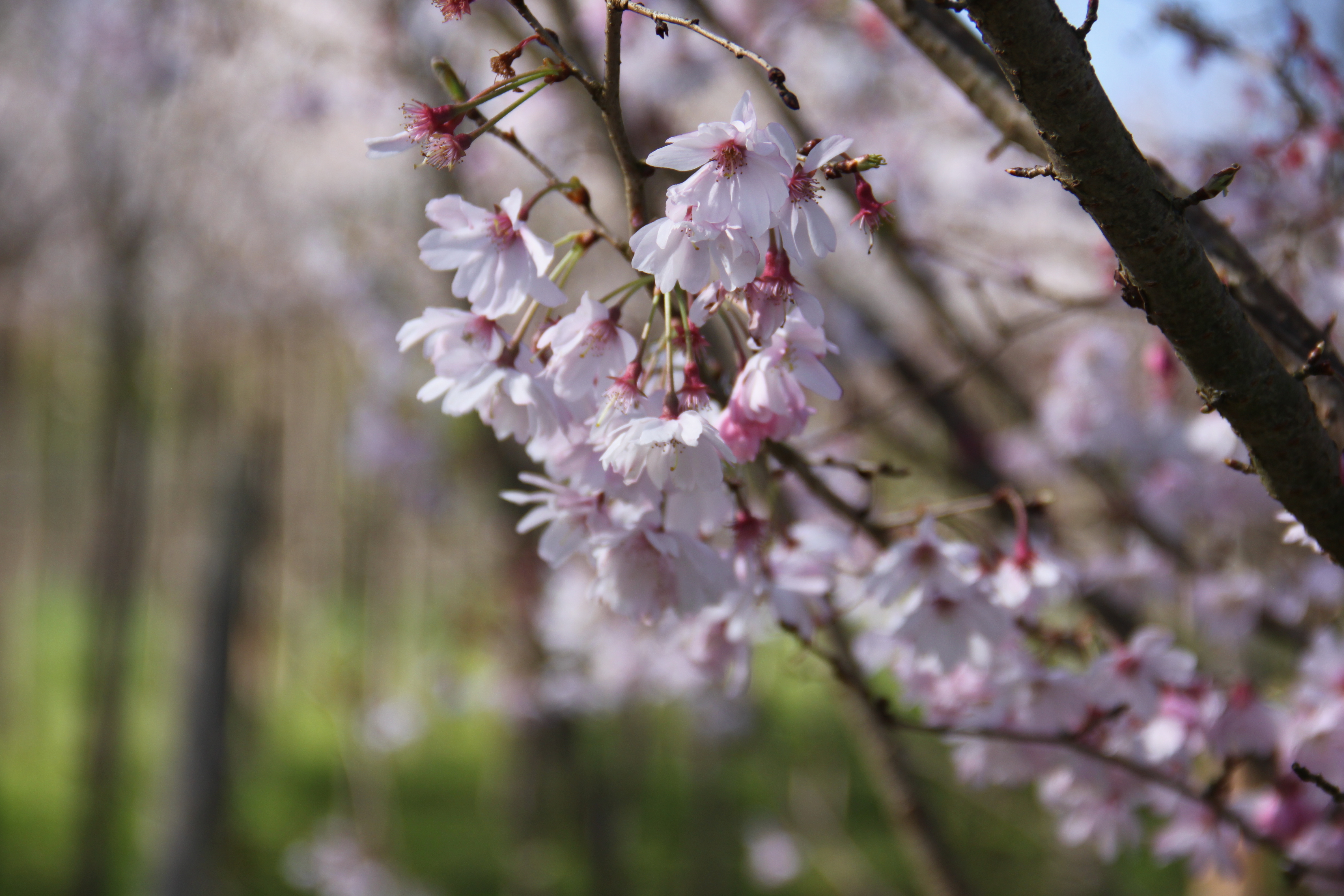 Prunus subhirthella automnalis rosea