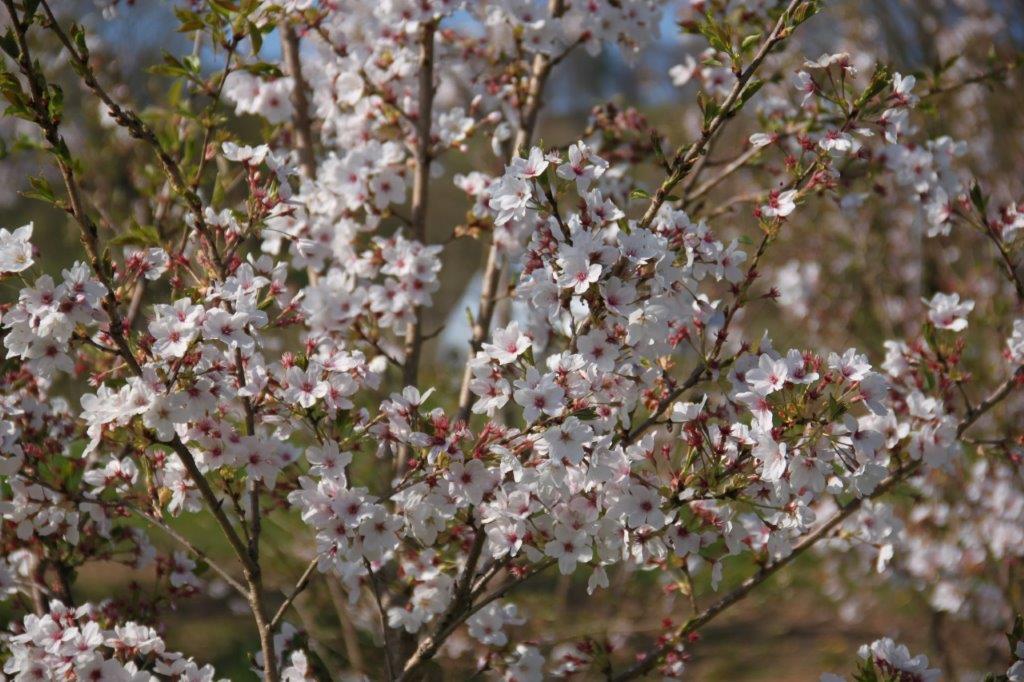 Prunus Yedoensis