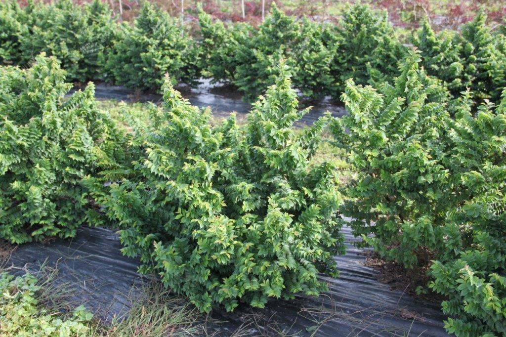Ulmus Jacqueline Hillier Ulmus Jacqueline Hillier