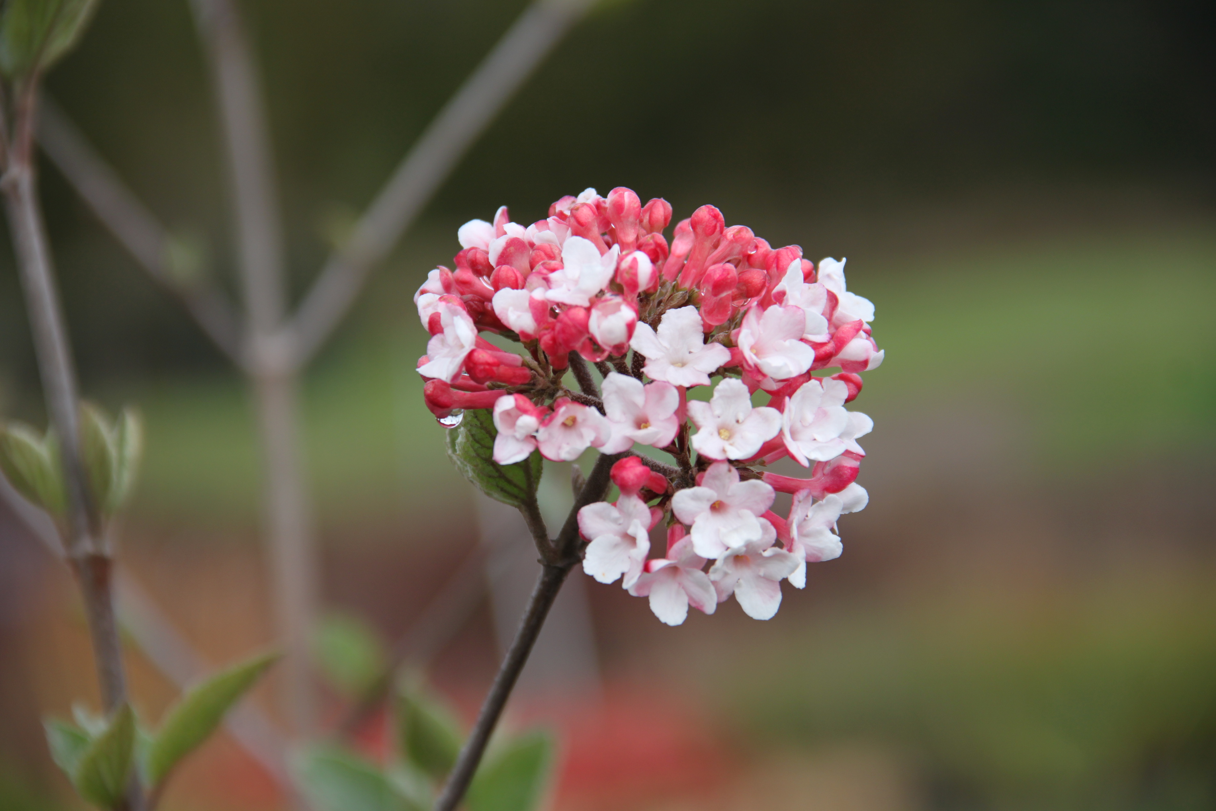 Viburnum carlesi Aurora Viburnum carlesi Aurora