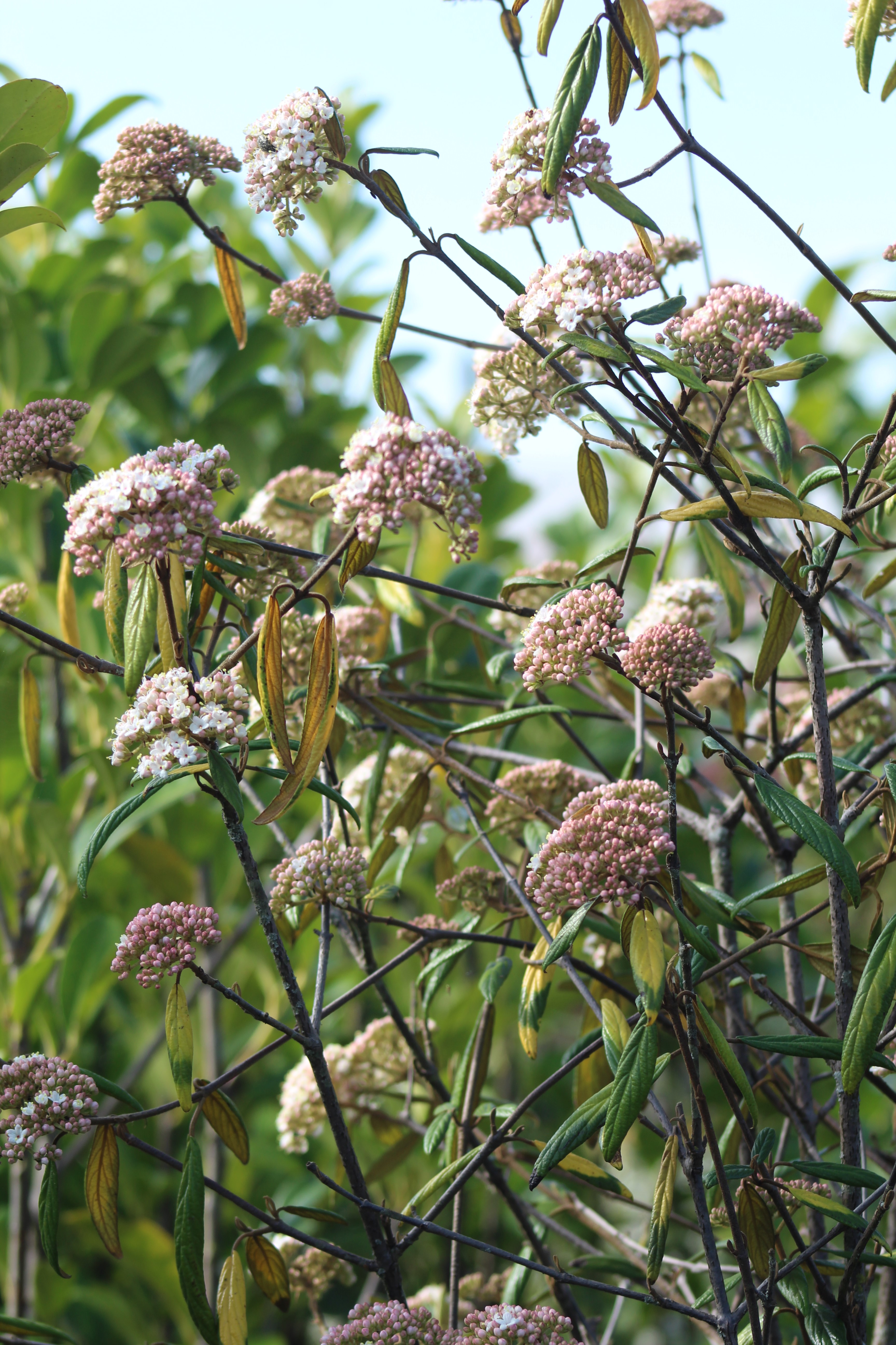 Viburnum fragans Viburnum fragans