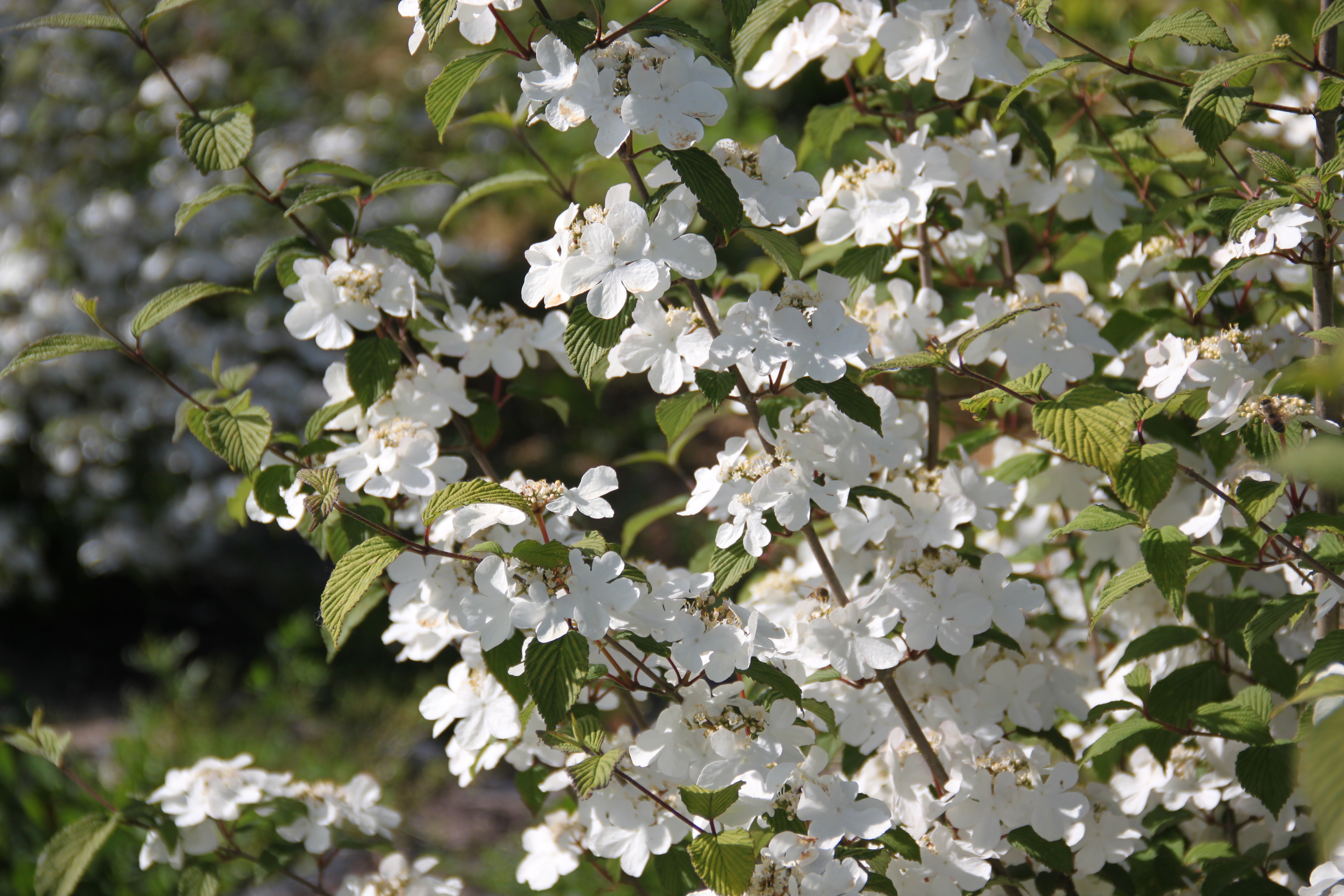 Viburnum plicatum Pink Beauty Viburnum plicatum Pink Beauty