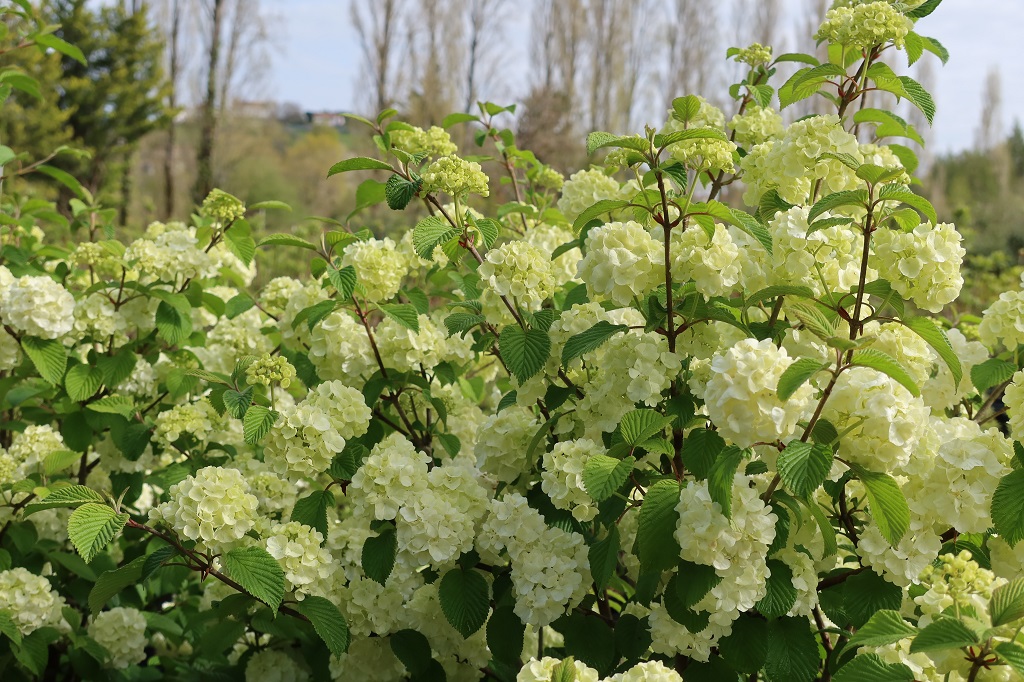 Viburnum plicatum Pop Corn