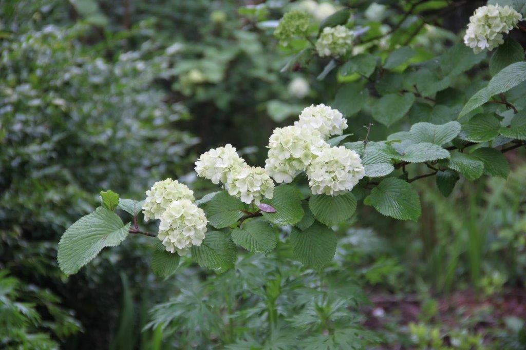 Viburnum plicatum Rotundifolium