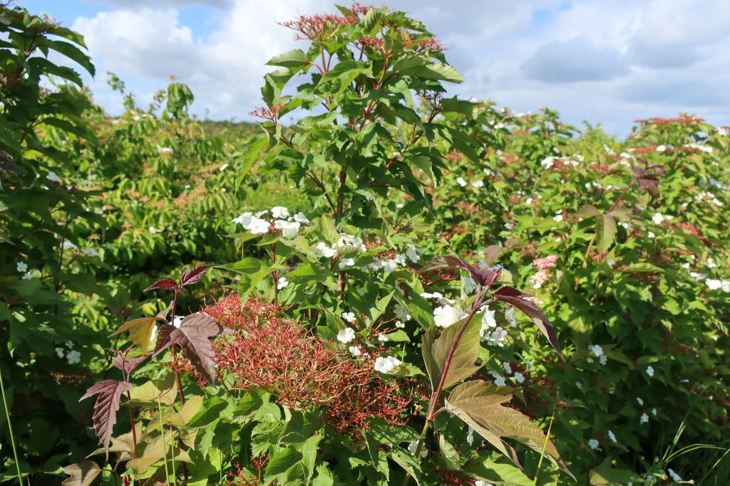 Viburnum sargentii Onondaga