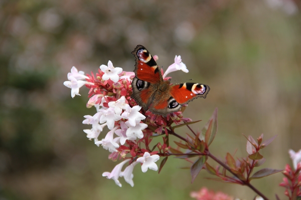 Abelia grandiflora