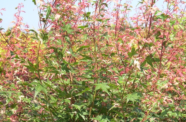 ACER palmatum Asahi-Zuru