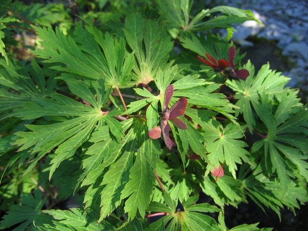 ACER japonicum Aconitifolium ACER japonicum Aconitifolium