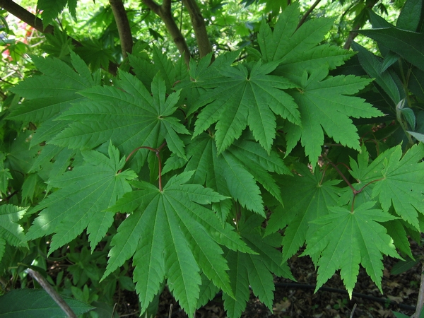 ACER japonicum Meigetsu