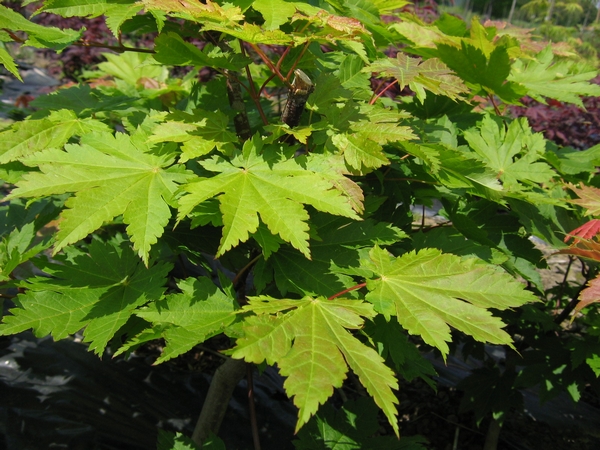 ACER japonicum Vitifolium ACER japonicum Vitifolium