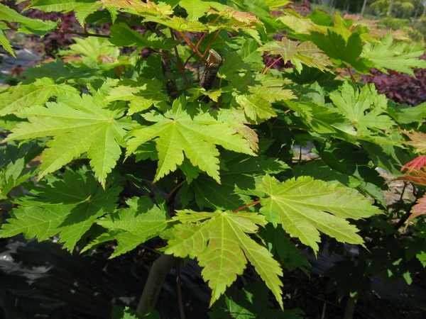 ACER japonicum Vitifolium (Vine-leaved Japanese Maple)