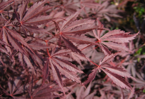 ACER palmatum Burgundy Lace ACER palmatum Burgundy Lace