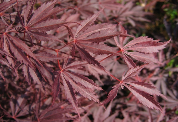 ACER palmatum Burgundy Lace