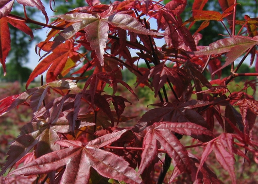 ACER palmatum Deshojo ACER palmatum Deshojo
