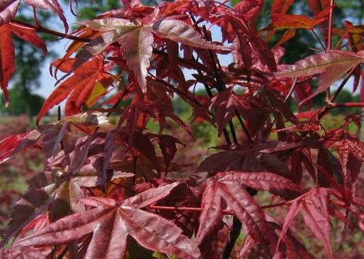 ACER palmatum Deshojo