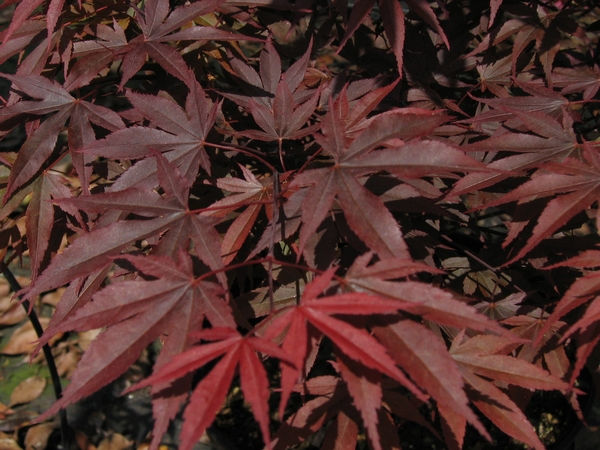 ACER palmatum Fire Glow ACER palmatum Fire Glow