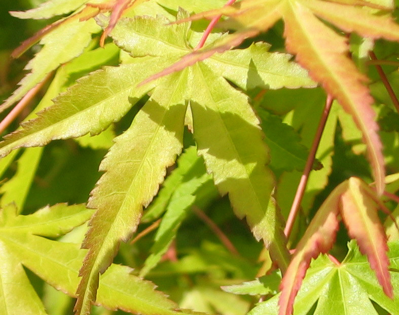 ACER palmatum Katsura