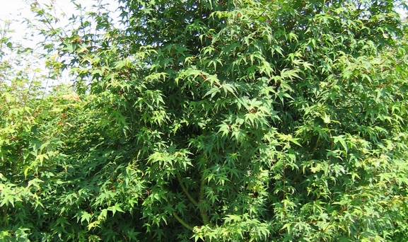 ACER palmatum ACER palmatum