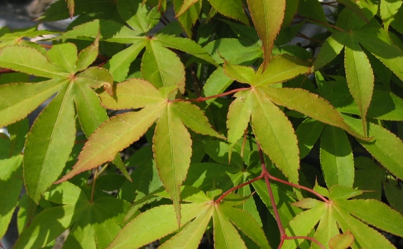 ACER palmatum Osakazuki ACER palmatum Osakazuki