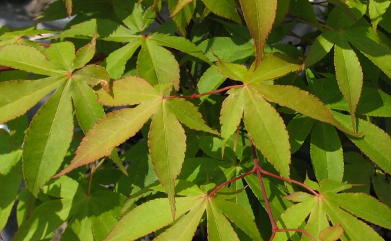 ACER palmatum Osakazuki