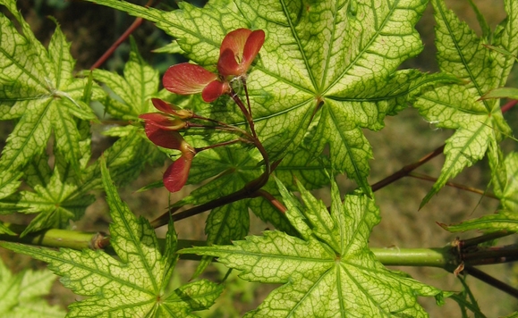 ACER palmatum Reticulatum ACER palmatum Reticulatum