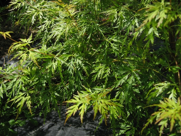 ACER palmatum Seiryu