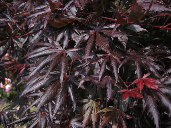 ACER palmatum Trompenburg ACER palmatum Trompenburg