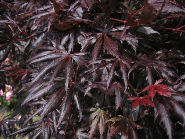 ACER palmatum Trompenburg