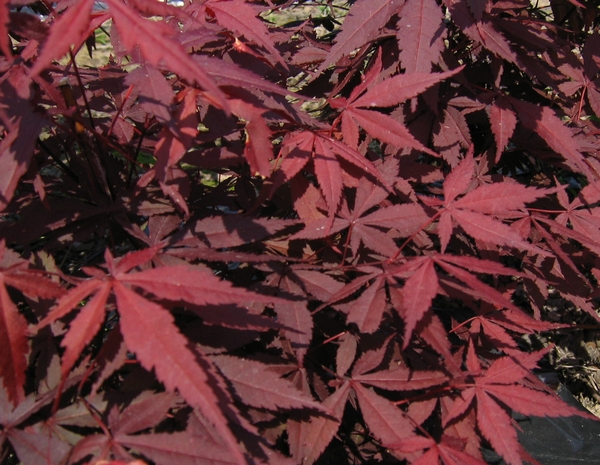 ACER palmatum Atropurpureum