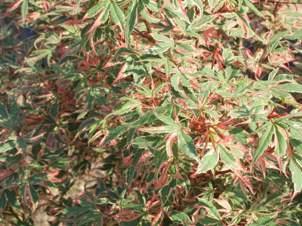 ACER palmatum Butterfly ACER palmatum Butterfly