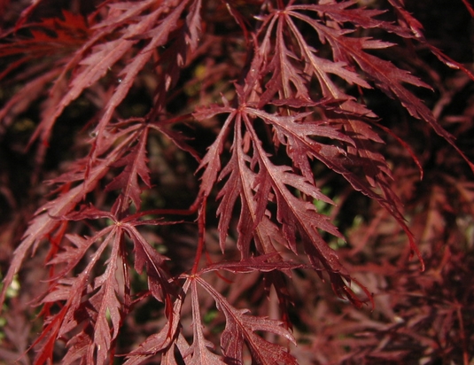 ACER palmatum Dissectum Inaba Shidare ACER palmatum Dissectum Inaba Shidare