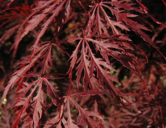 ACER palmatum Dissectum Inaba Shidare