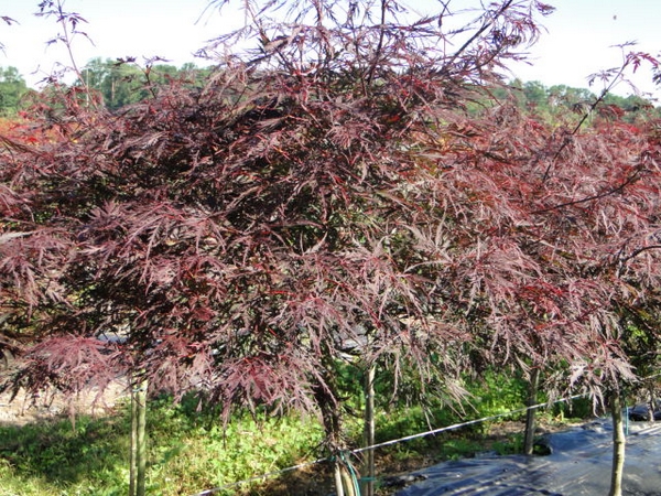 ACER palmatum Dissectum Nigrum